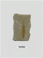 藏品(白堊紀昆蟲化石)的圖片